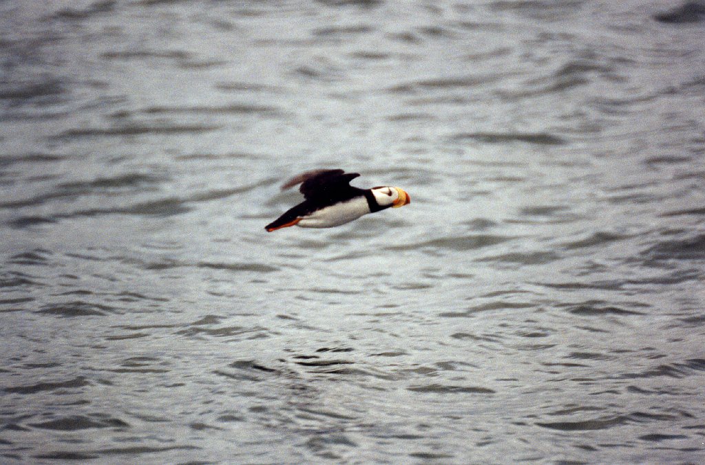 Puffin, Horned, Homer, AK, 1999-06, B07P59I02.jpg - Horned Puffin